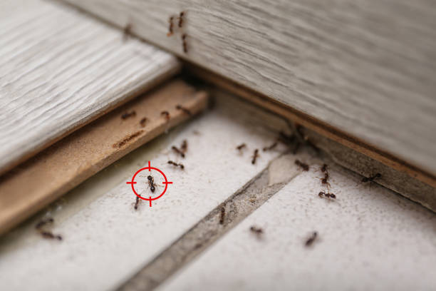 Flea Control Services in Perry, FL
